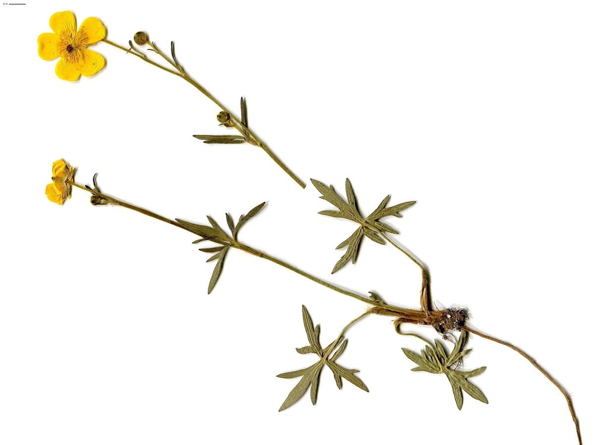Ranunculus acris subsp. acris (Ranunculaceae)